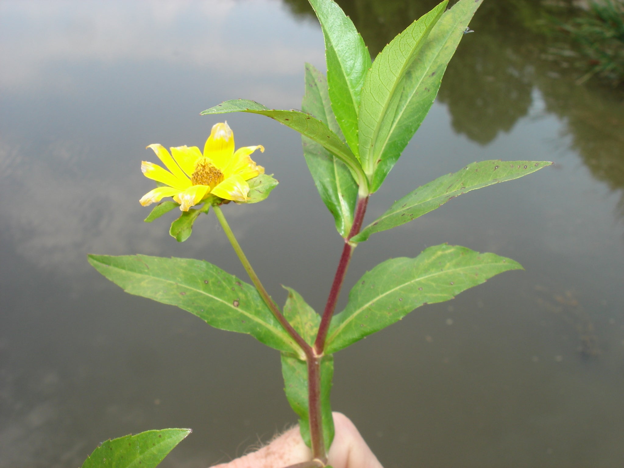 Emergent Aquatic Plants Outdoor Alabama